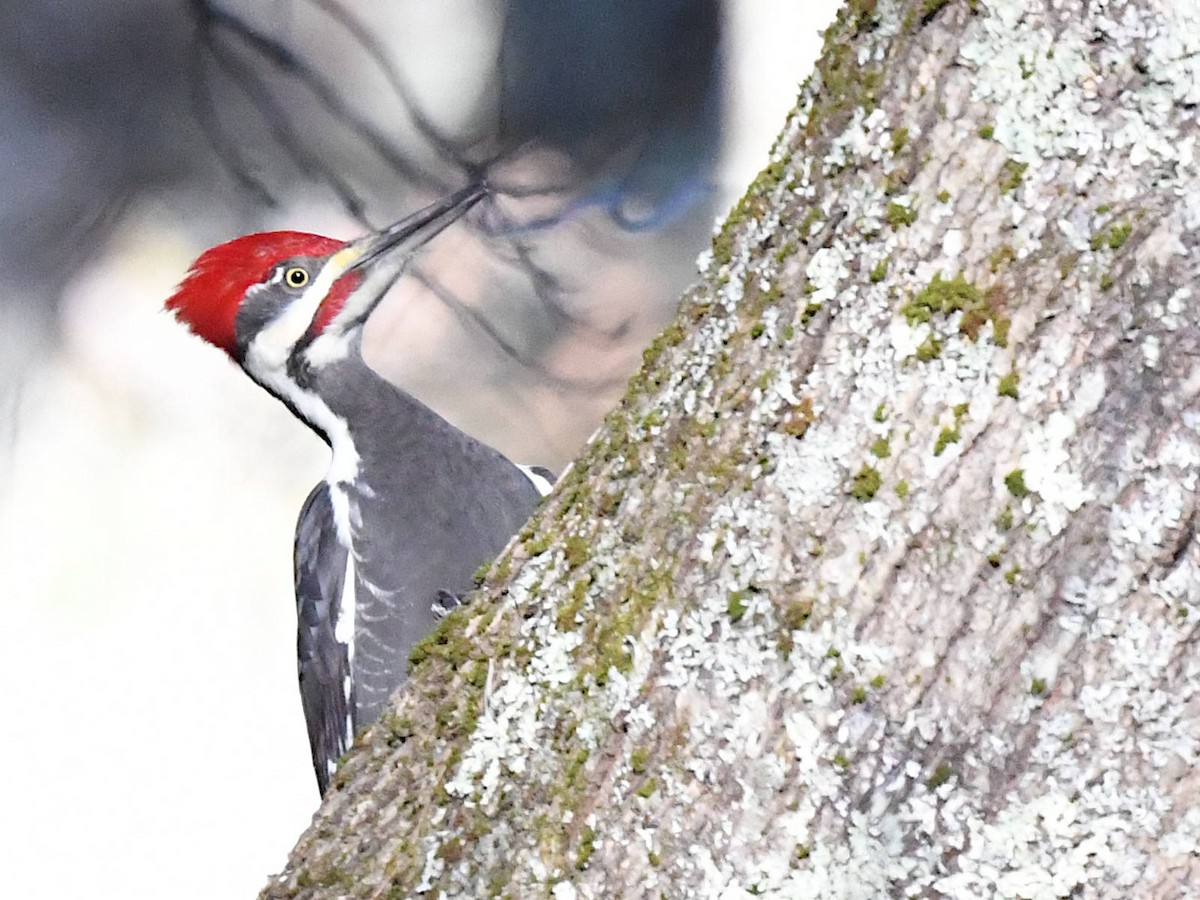Pileated Woodpecker - ML645506239