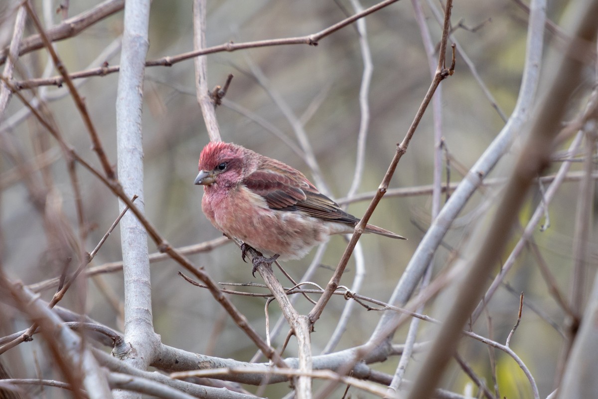Purple Finch - ML645506240
