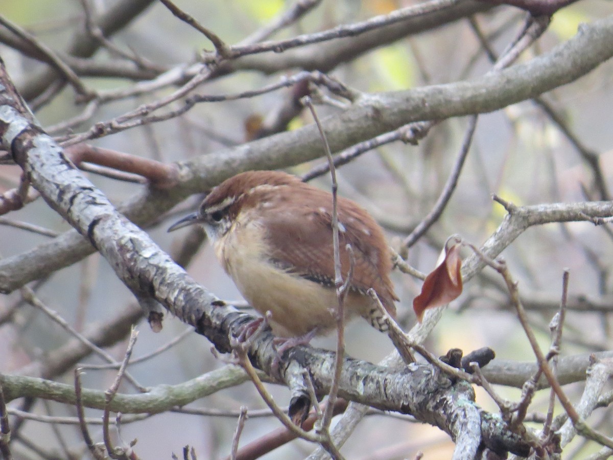 Carolina Wren - ML645506243