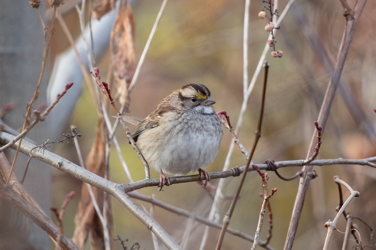 White-throated Sparrow - ML645506244