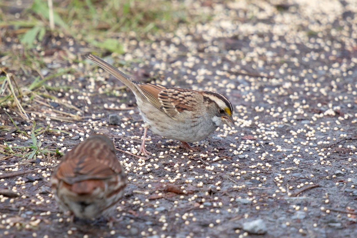 White-throated Sparrow - ML645506245