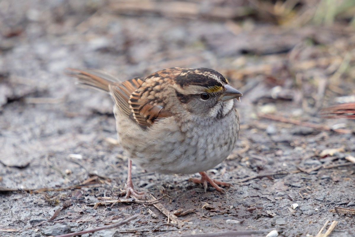 White-throated Sparrow - ML645506246