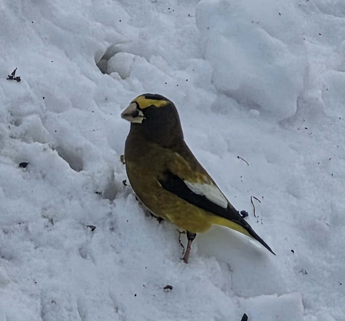 Evening Grosbeak - ML645506247