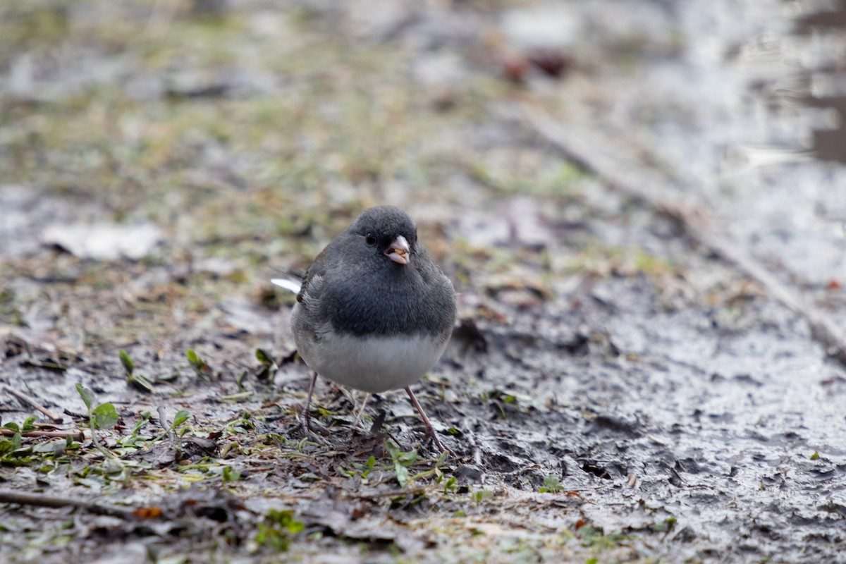 Dark-eyed Junco - ML645506251