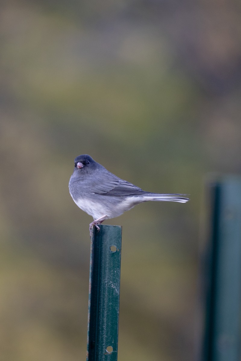 Dark-eyed Junco - ML645506253