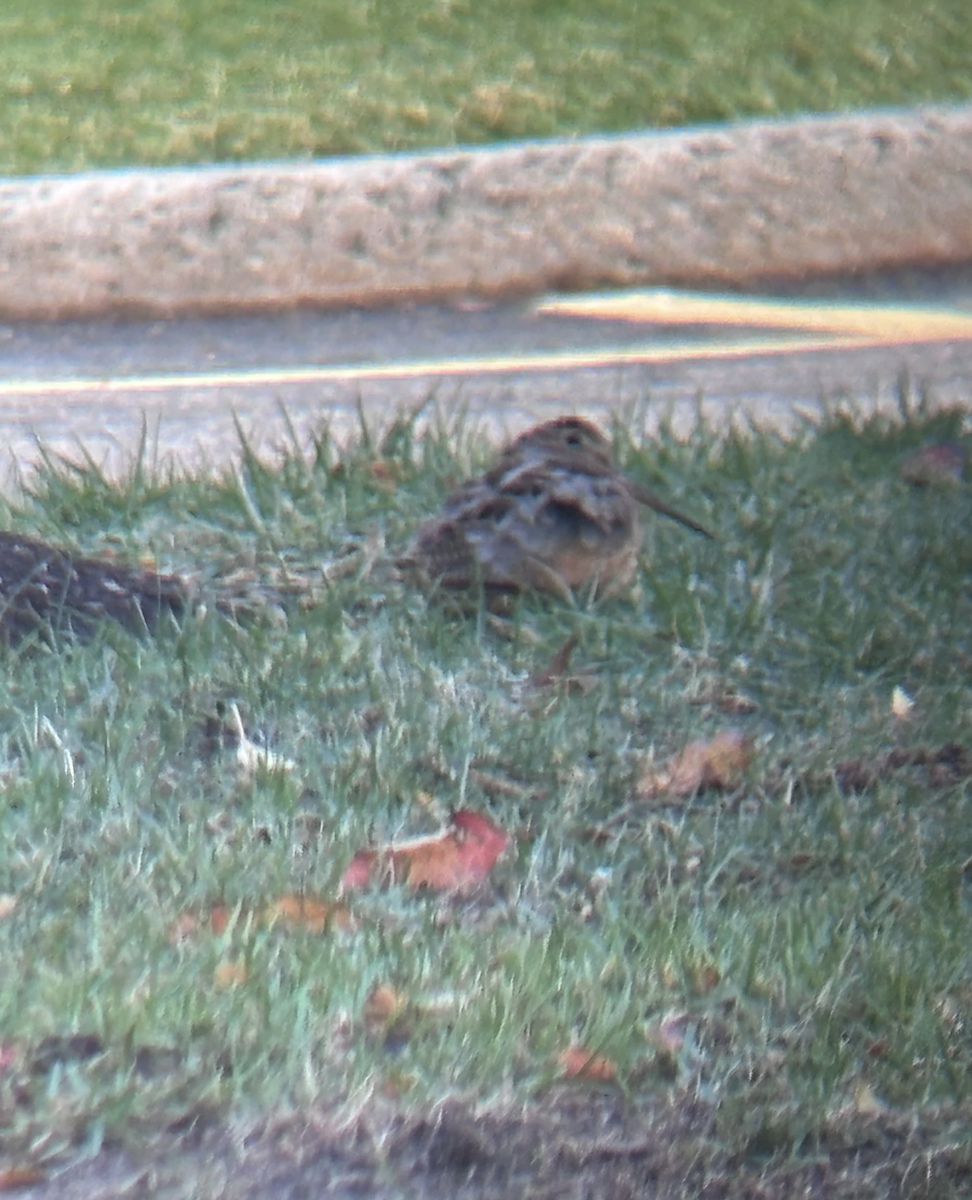 American Woodcock - ML645506254