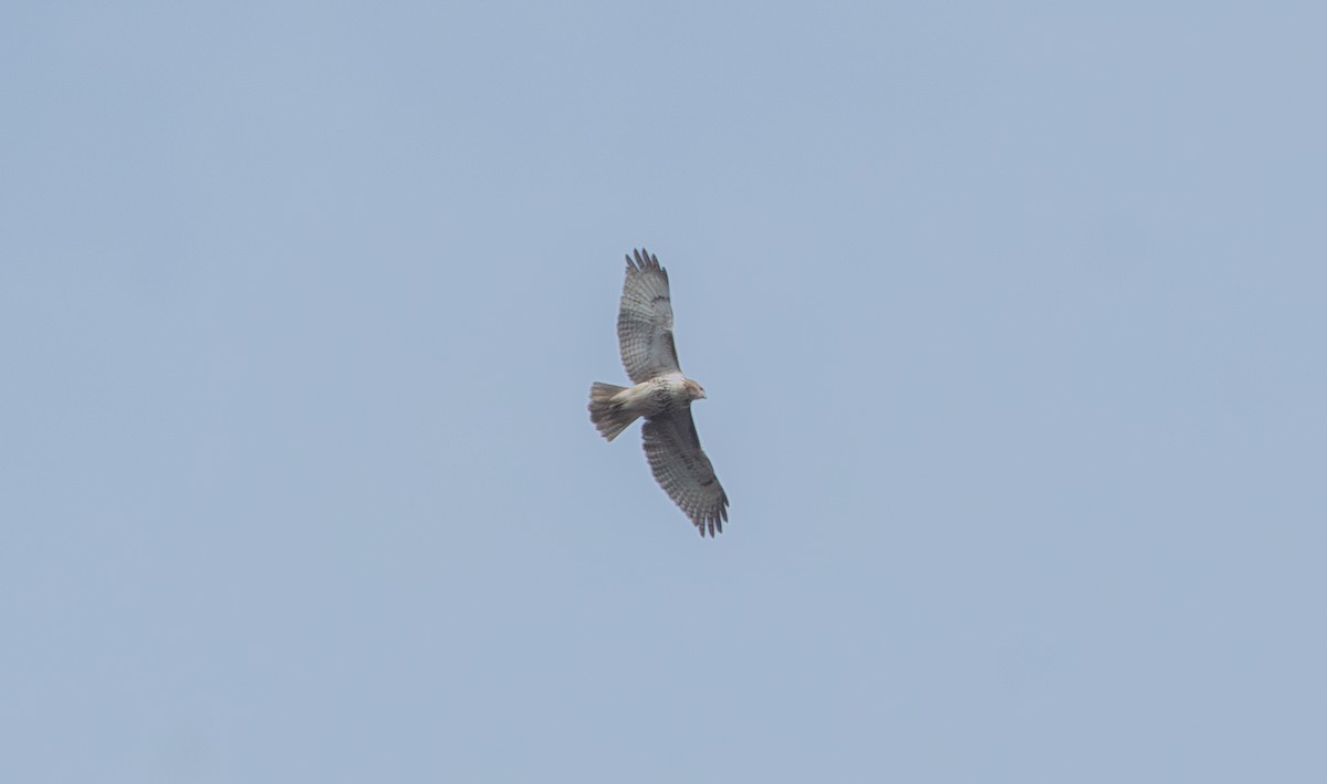 Red-tailed Hawk - ML645506255