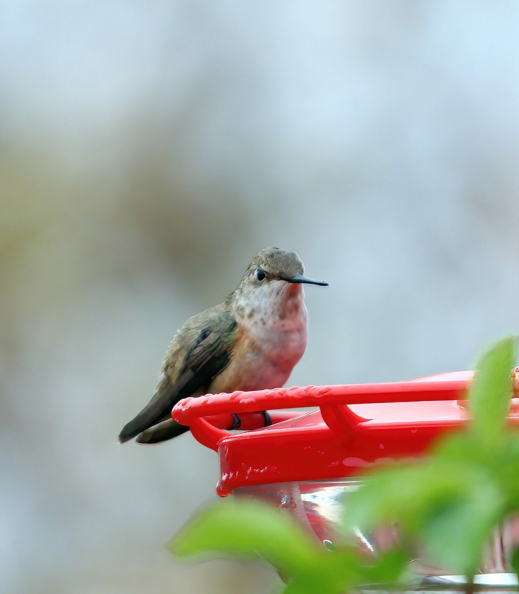 Rufous Hummingbird - ML645506257