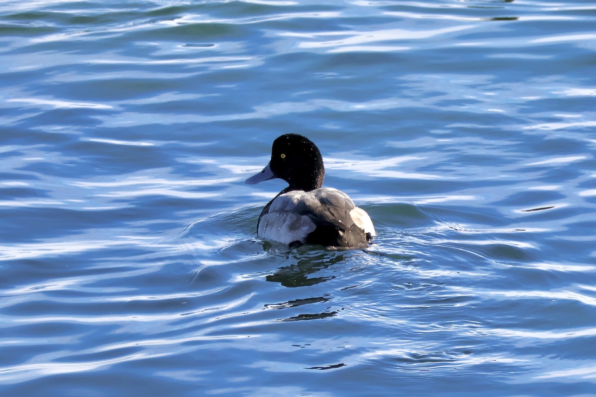 斑背潛鴨 - ML645506258