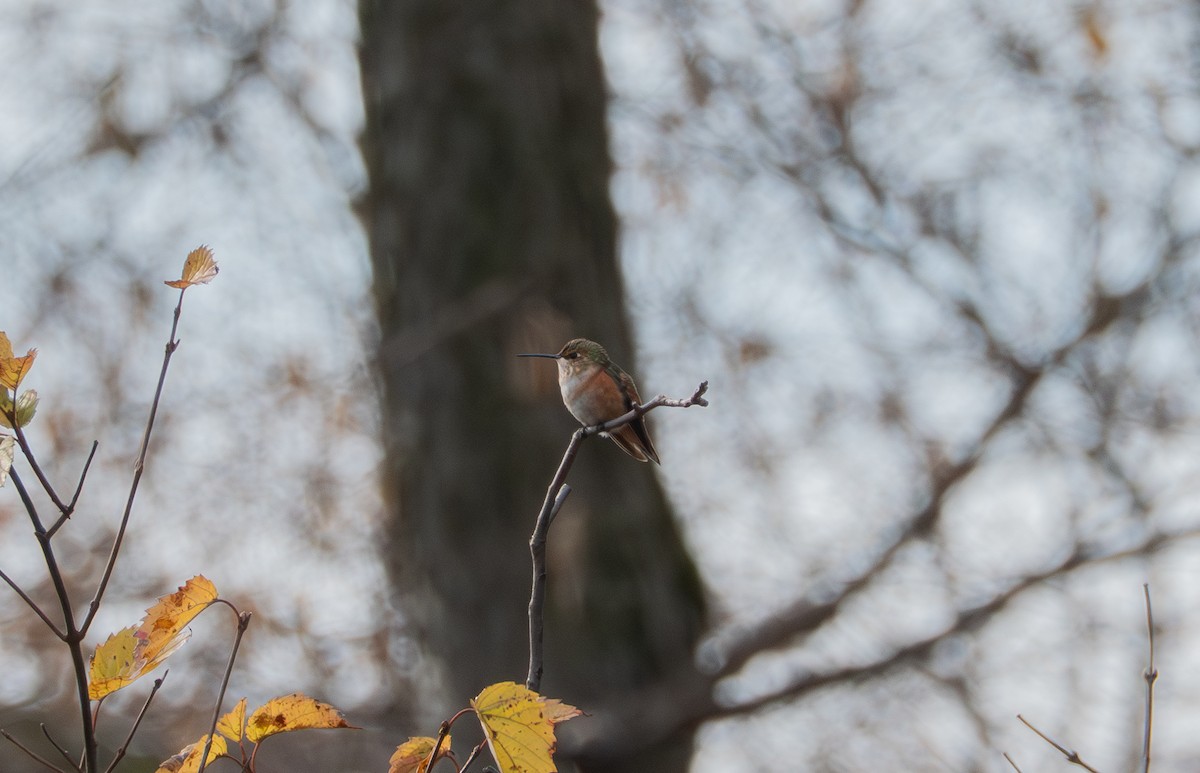 Rufous Hummingbird - ML645506259