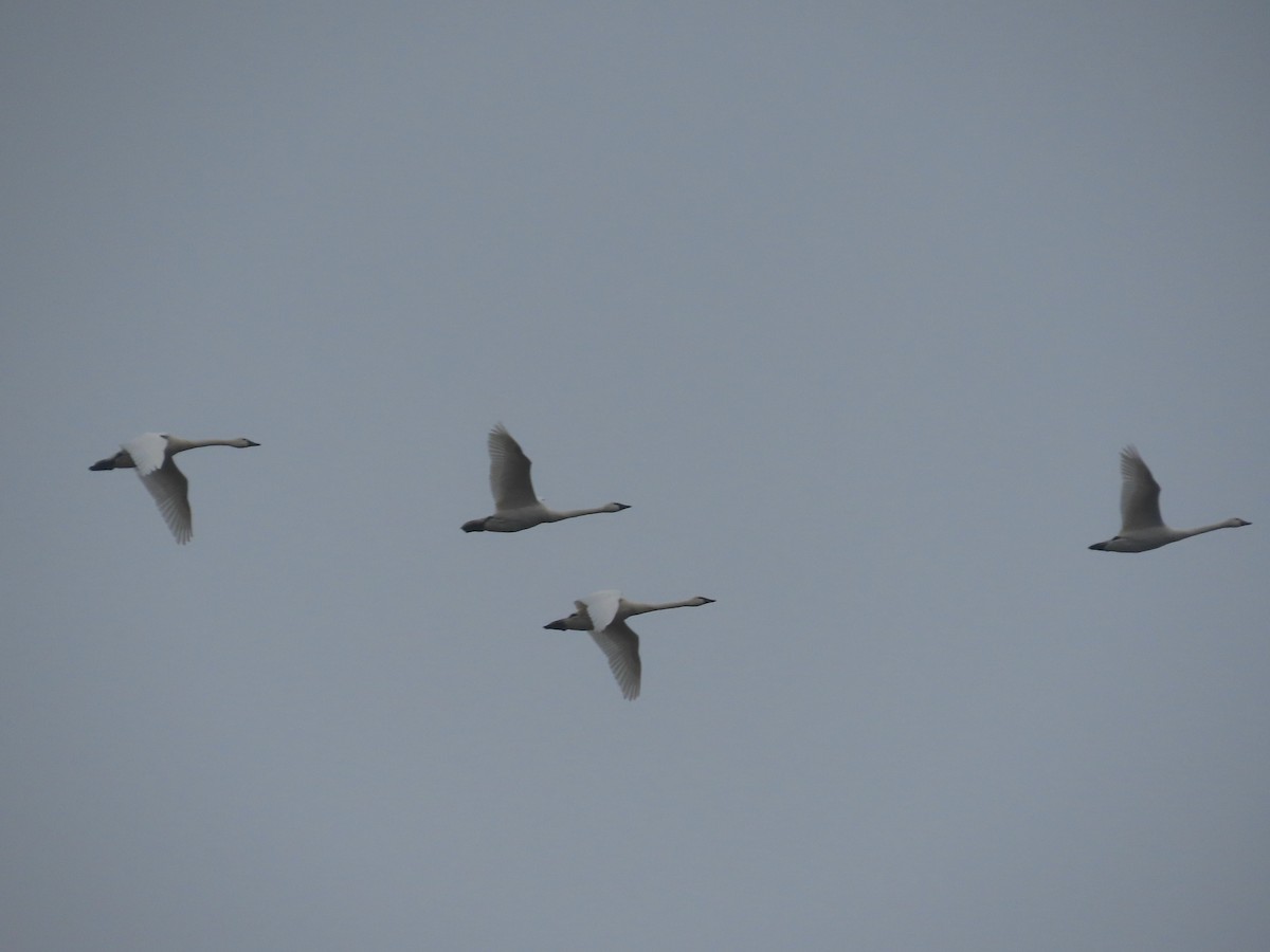 小天鵝 - ML645506261