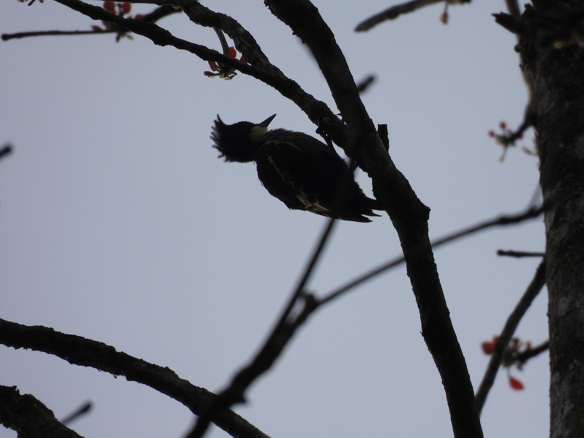 Heart-spotted Woodpecker - ML645506262