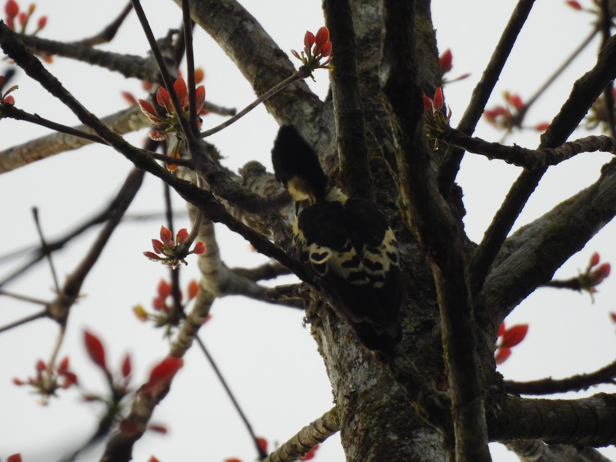 Heart-spotted Woodpecker - ML645506263