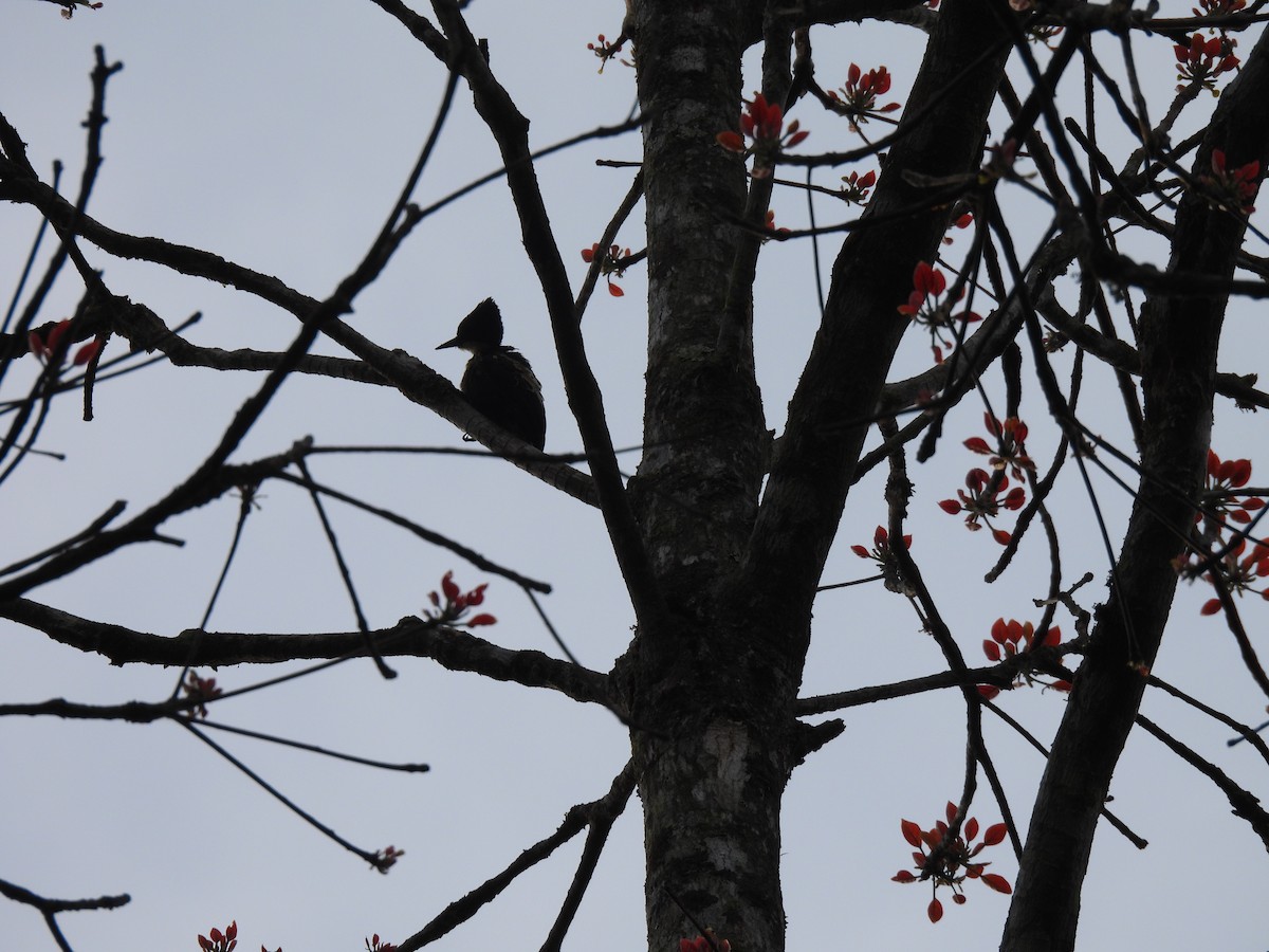 Heart-spotted Woodpecker - ML645506264