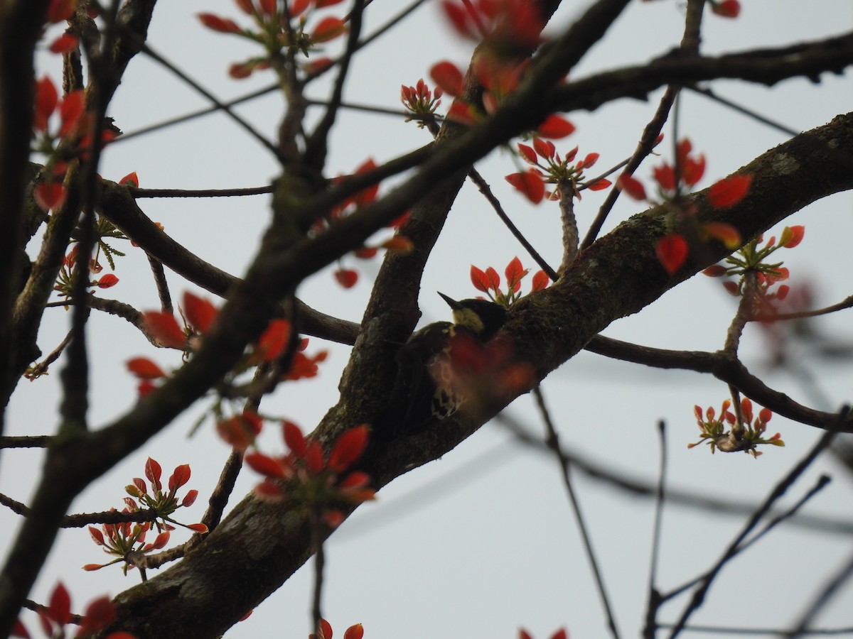 Heart-spotted Woodpecker - ML645506265