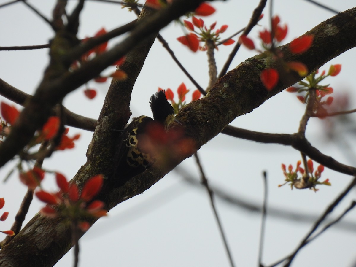 Heart-spotted Woodpecker - ML645506266