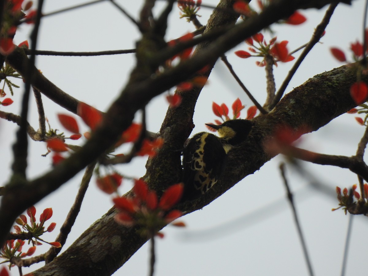 Heart-spotted Woodpecker - ML645506267