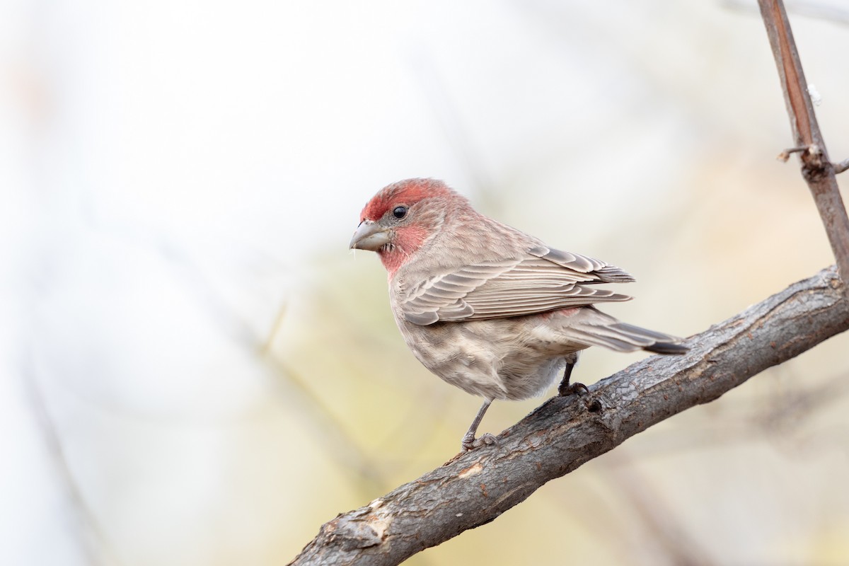 House Finch - ML645506268