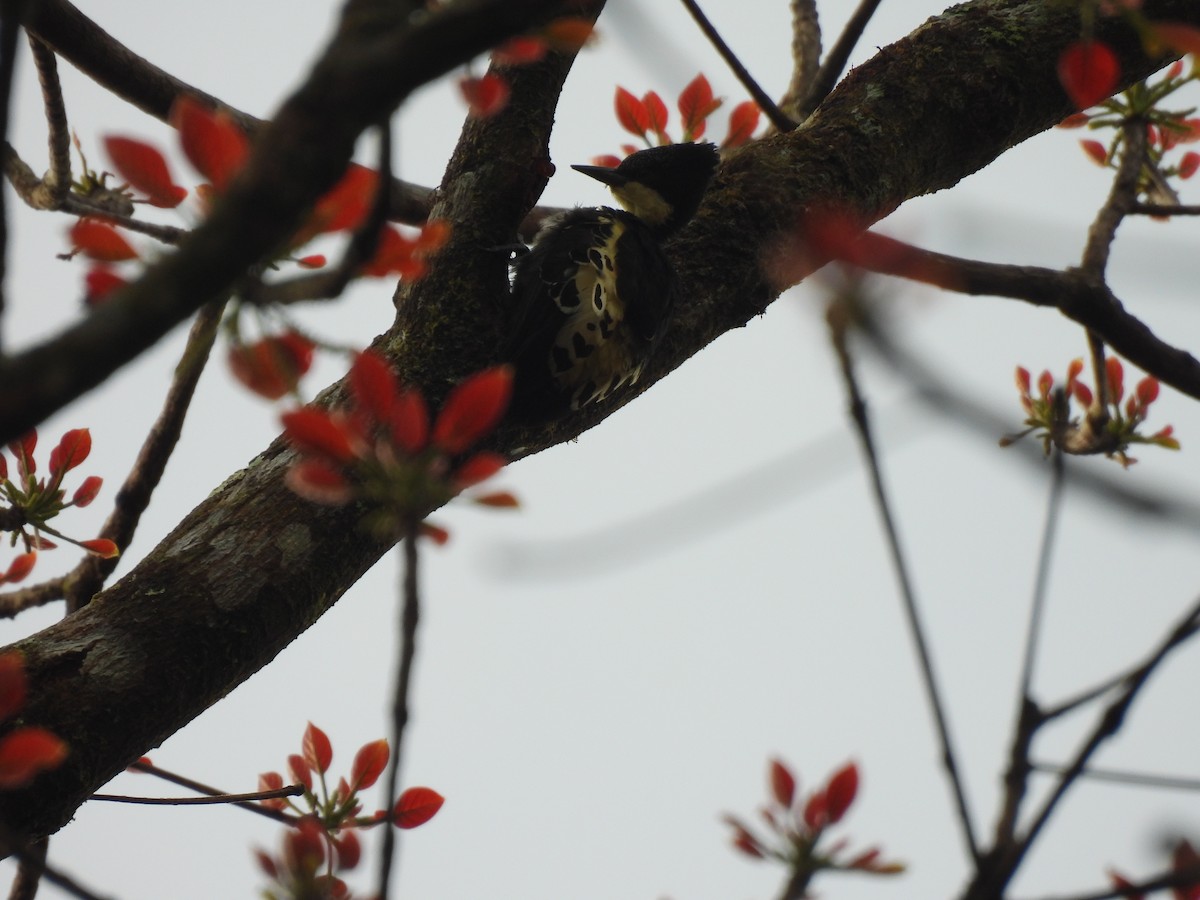 Heart-spotted Woodpecker - ML645506269