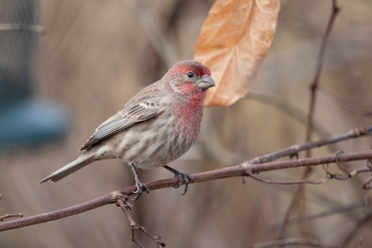 House Finch - ML645506270