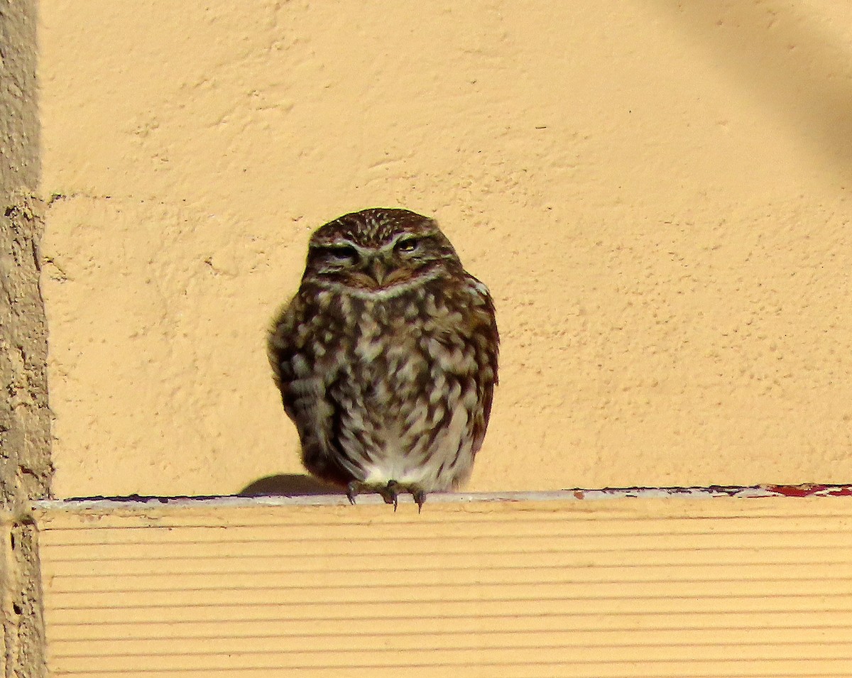 縱紋腹小鴞 - ML645506271