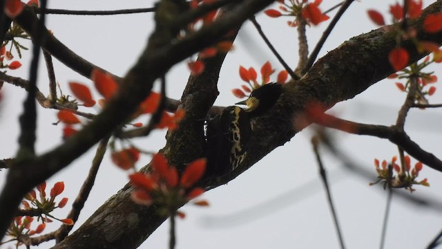 Heart-spotted Woodpecker - ML645506272