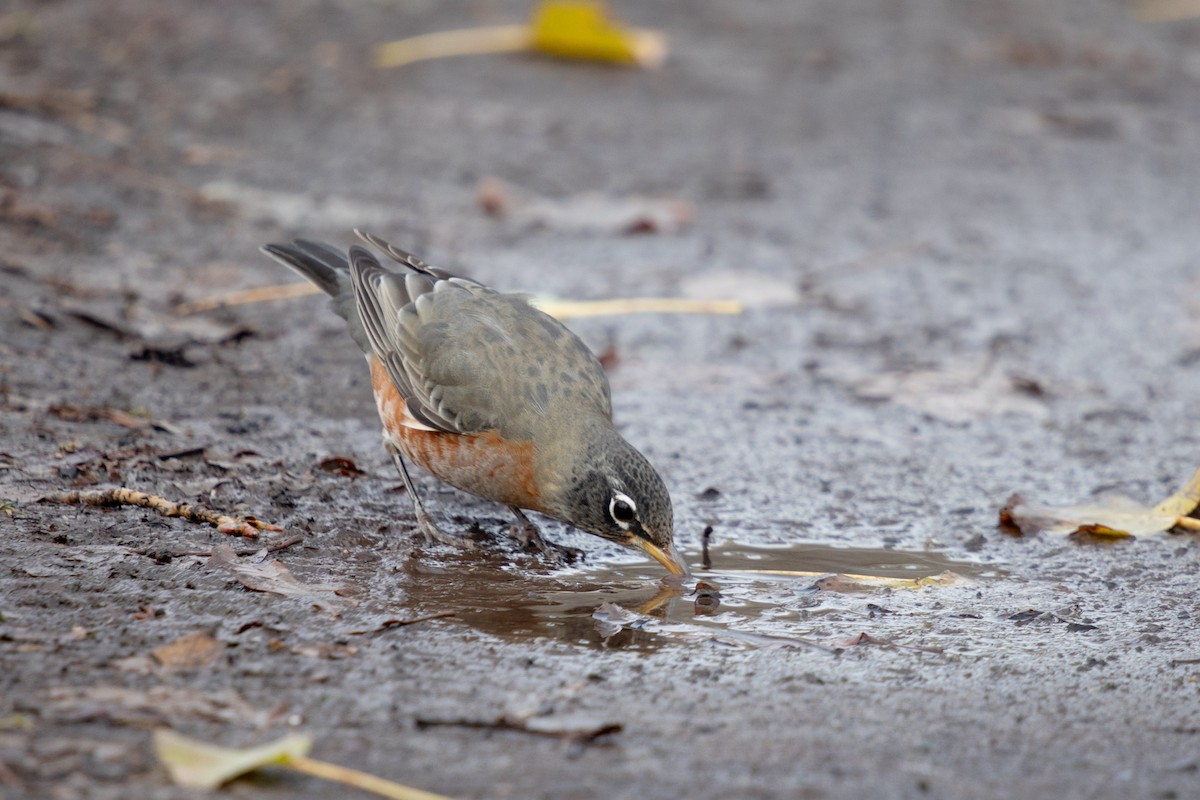 American Robin - ML645506273