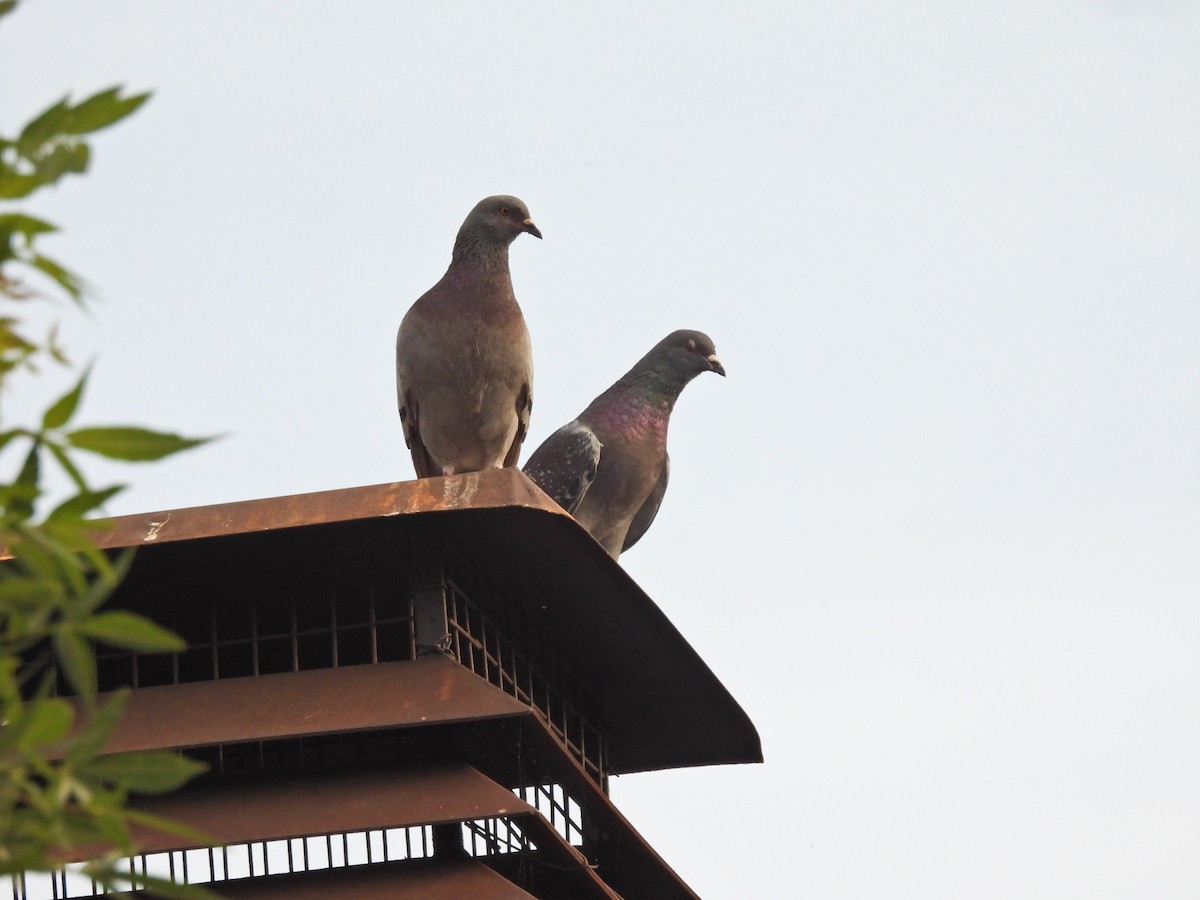 Picazuro Pigeon - ML645506275
