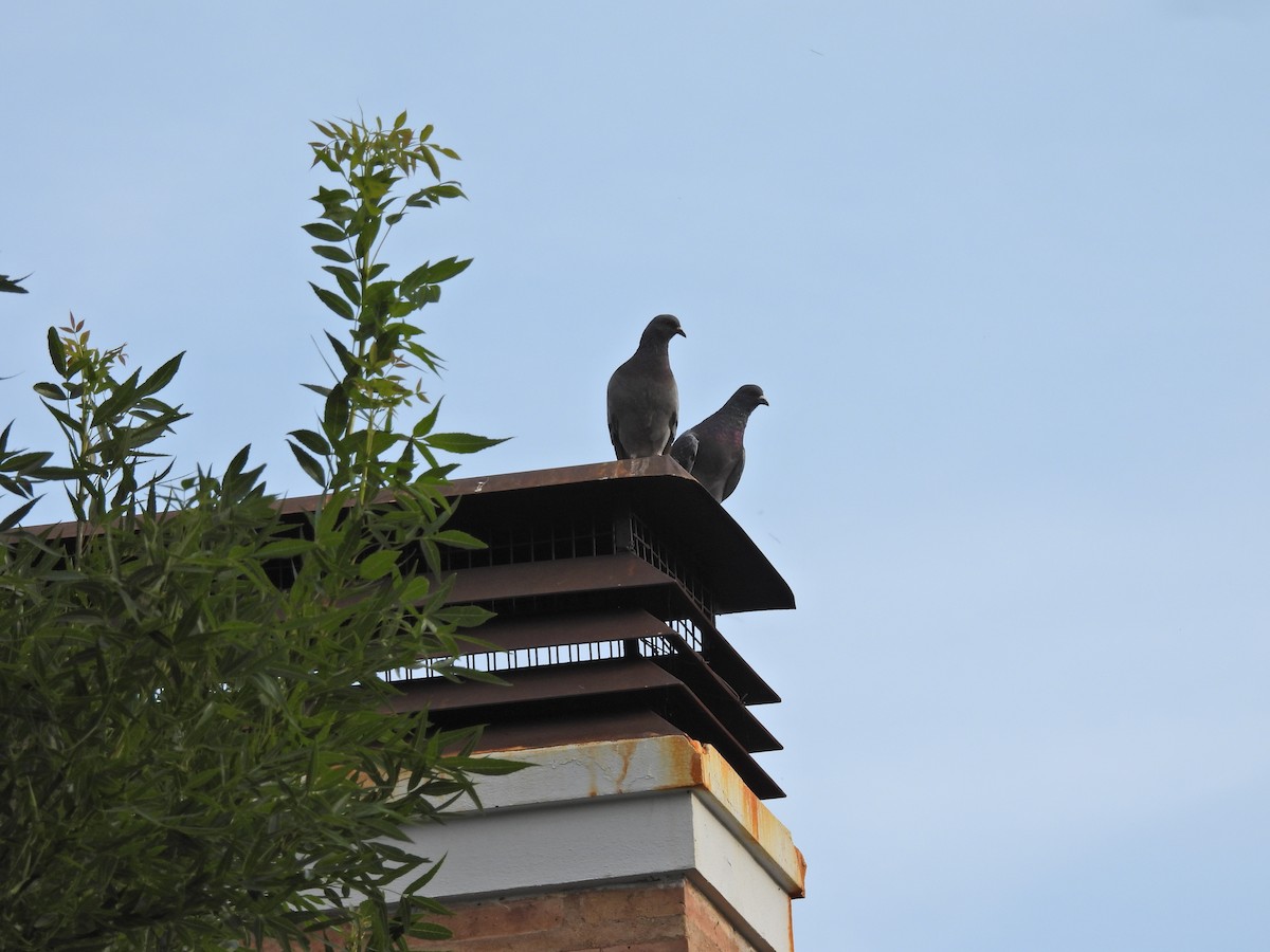 Picazuro Pigeon - ML645506276