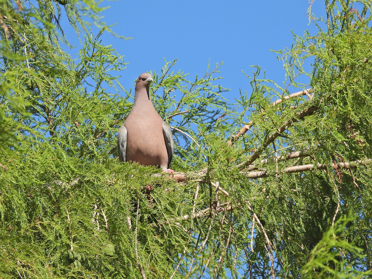 Picazuro Pigeon - ML645506277