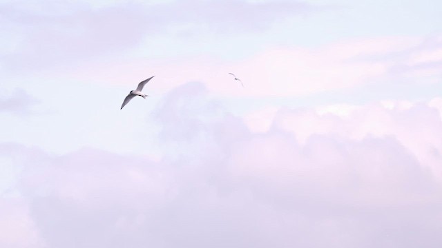 Крячок американський - ML645506278