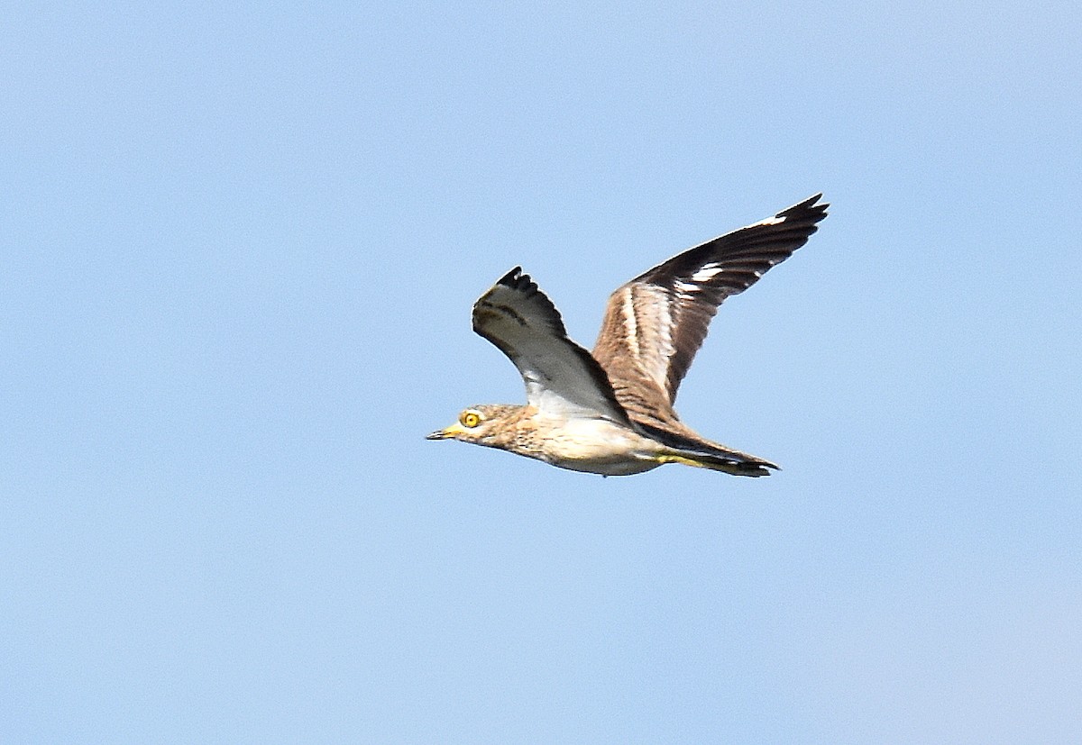 Eurasian Thick-knee - ML645506279