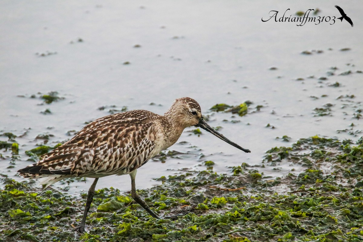 Bar-tailed Godwit - ML645506281