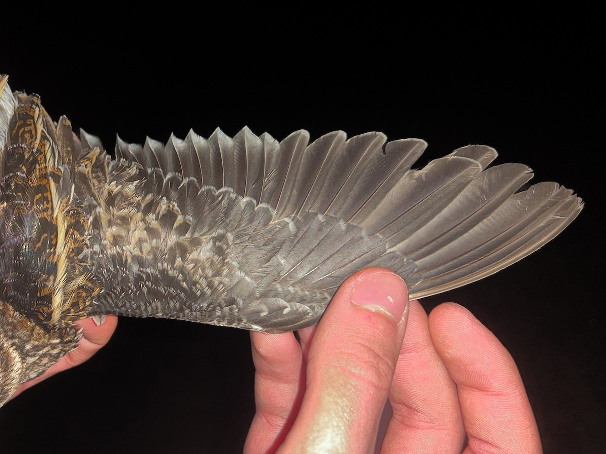 Jack Snipe - ML645506291