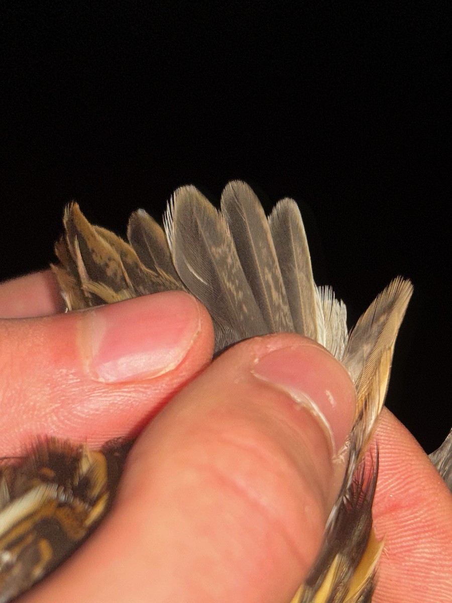 Jack Snipe - ML645506292