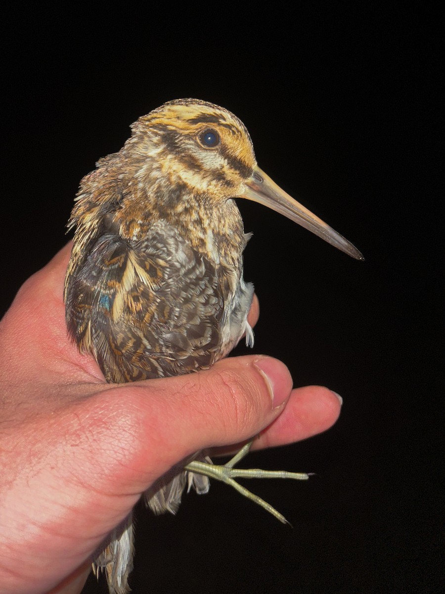 Jack Snipe - ML645506293