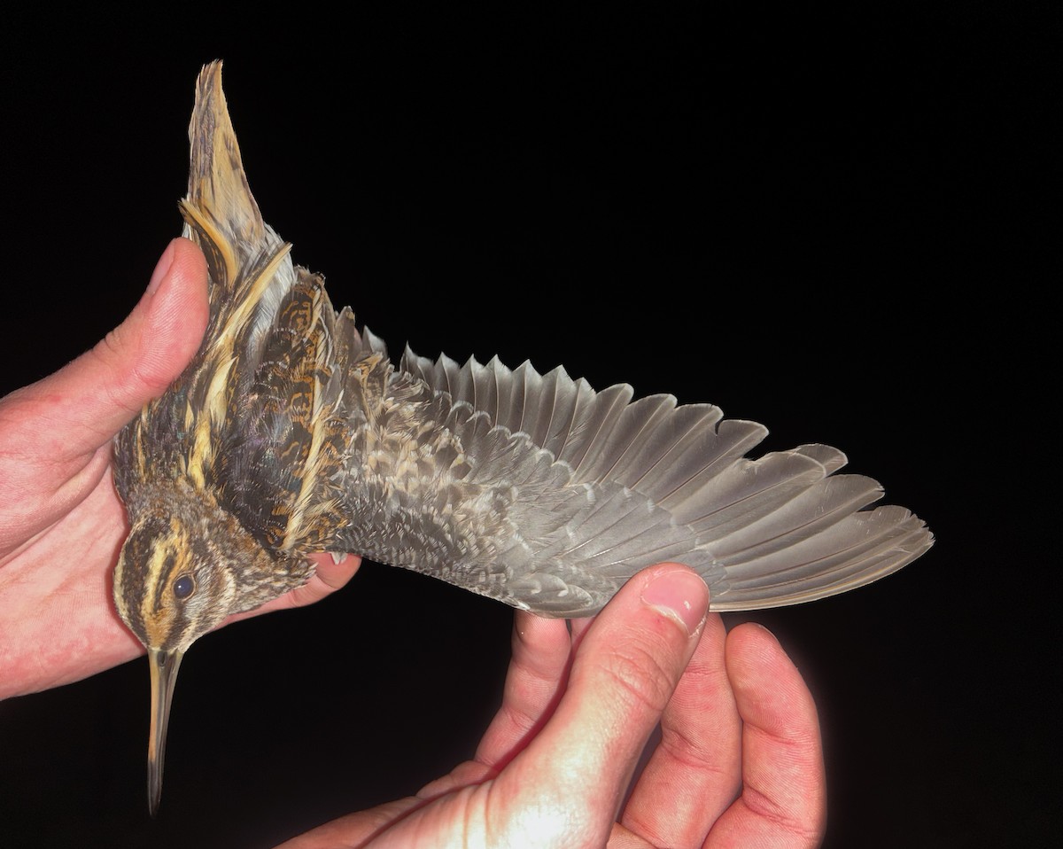 Jack Snipe - ML645506295