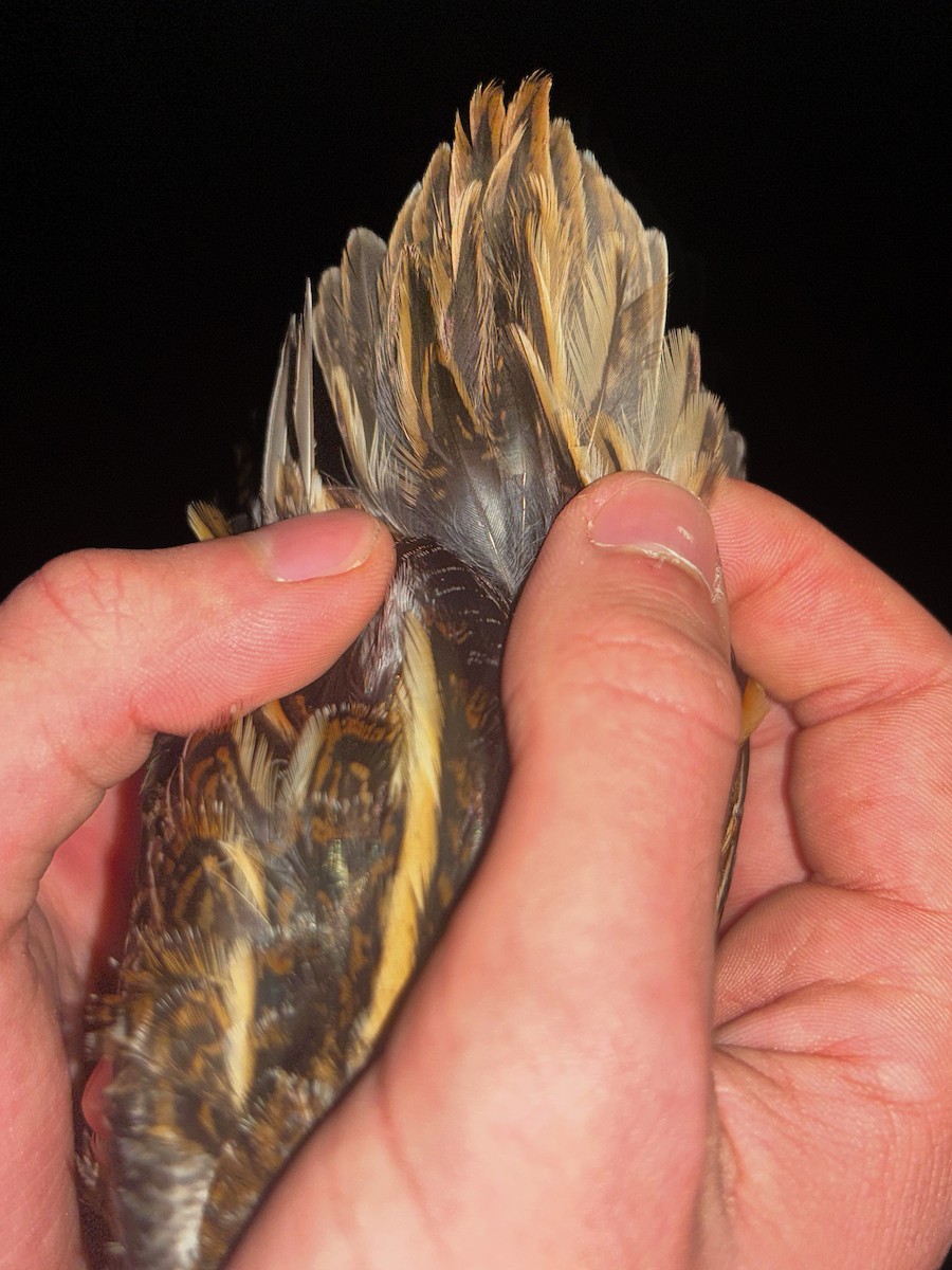 Jack Snipe - ML645506296