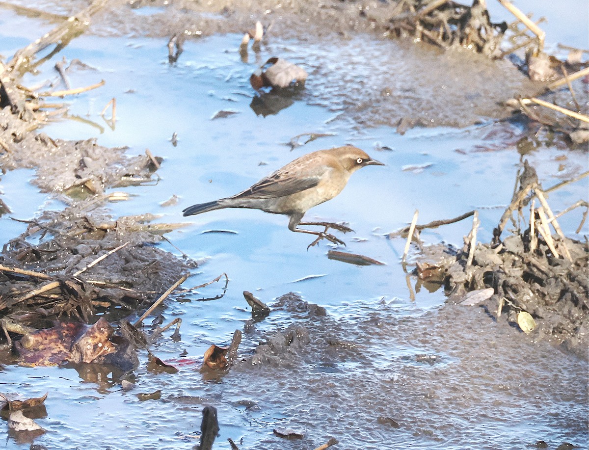 Rusty Blackbird - ML645506301