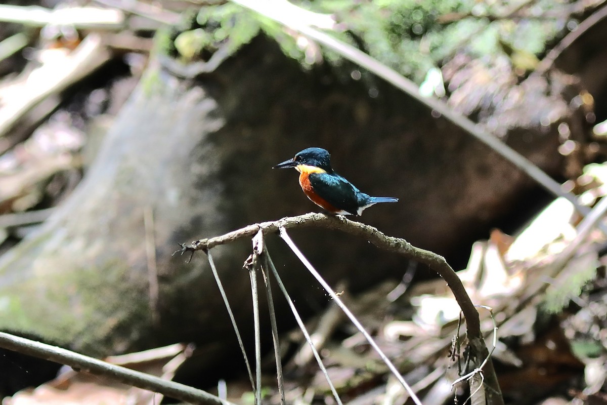 American Pygmy Kingfisher - ML645506314