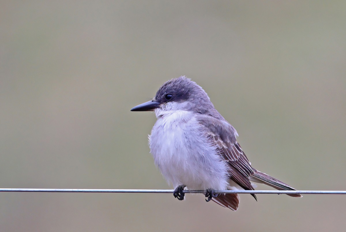 Gray Kingbird - ML645506316