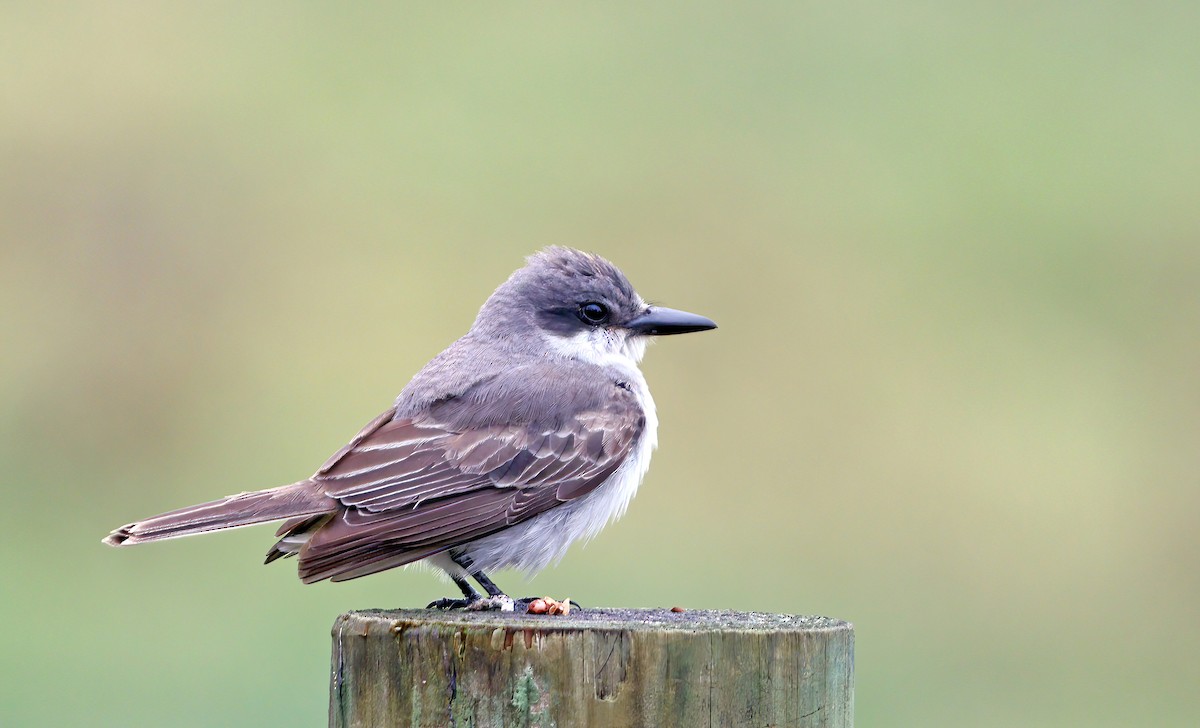 Gray Kingbird - ML645506317