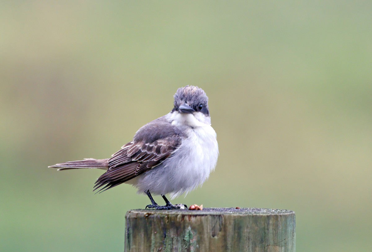 Gray Kingbird - ML645506318