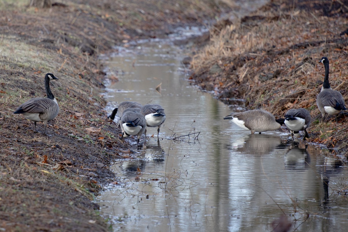 ברנטה קנדית - ML645506319
