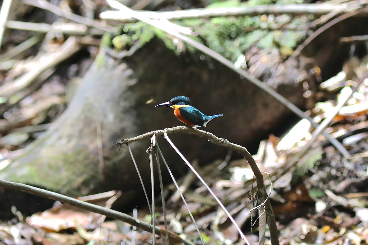 American Pygmy Kingfisher - ML645506321
