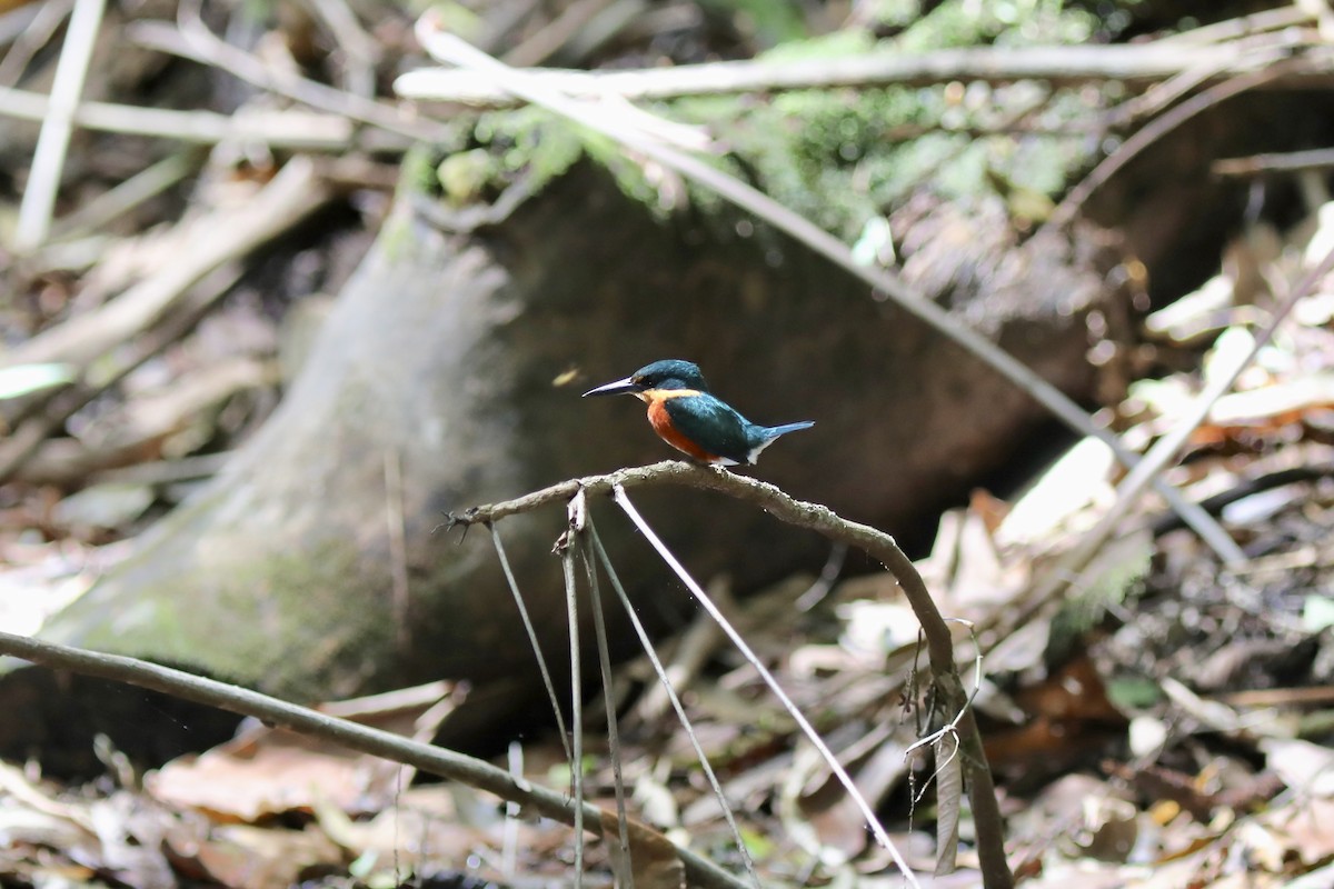 American Pygmy Kingfisher - ML645506323