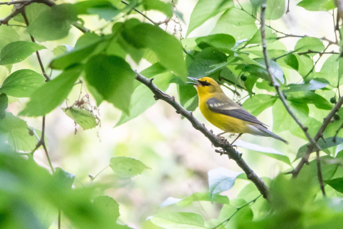 סבכון כחול-כנף - ML645506326
