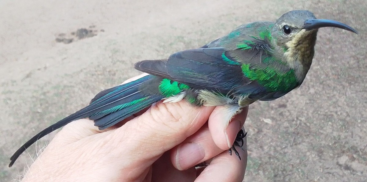 strdimil malachitový - ML645506327