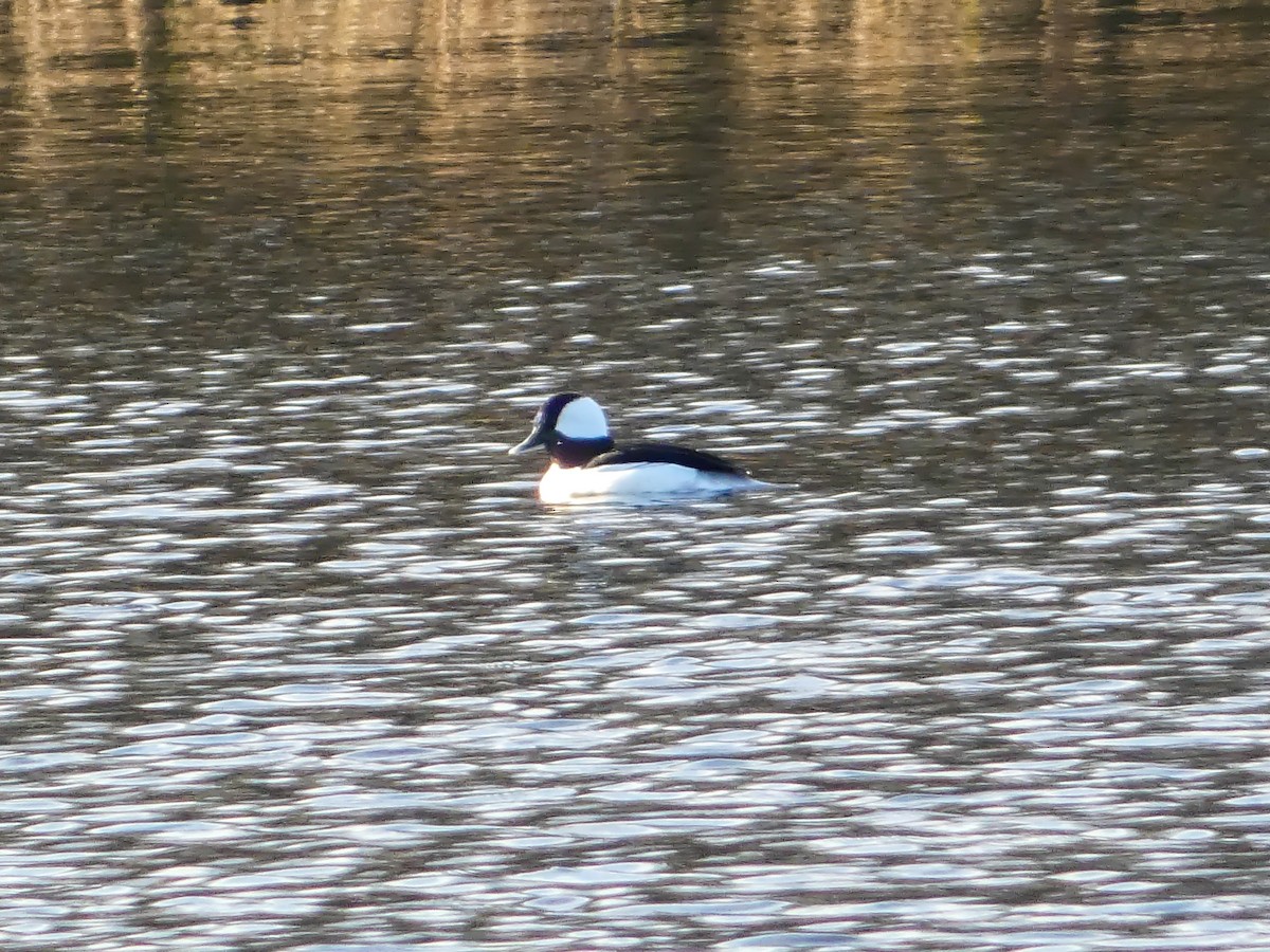Bufflehead - ML645506350