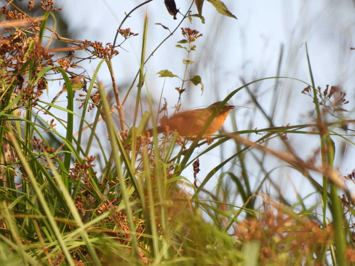 Rufous Babbler - ML645506356